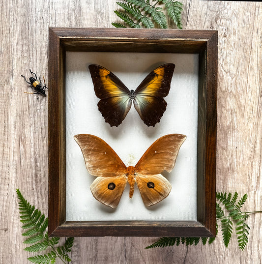 Real Sunset Morpho ButterflyTaxidermy.