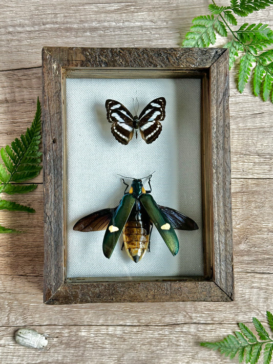 Clear Sailor and Jewel beetle
