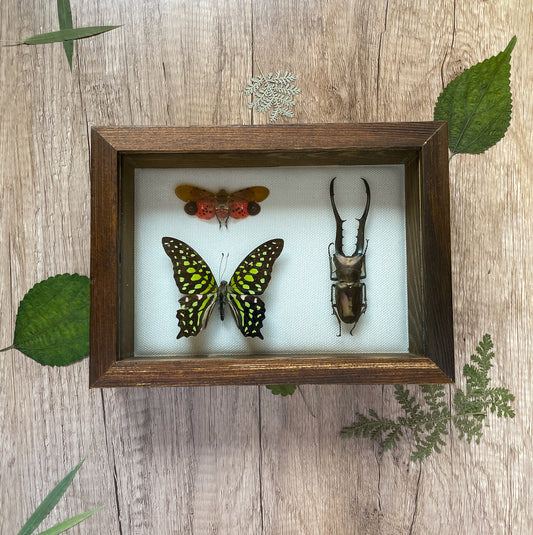 Real Insect Taxidermy