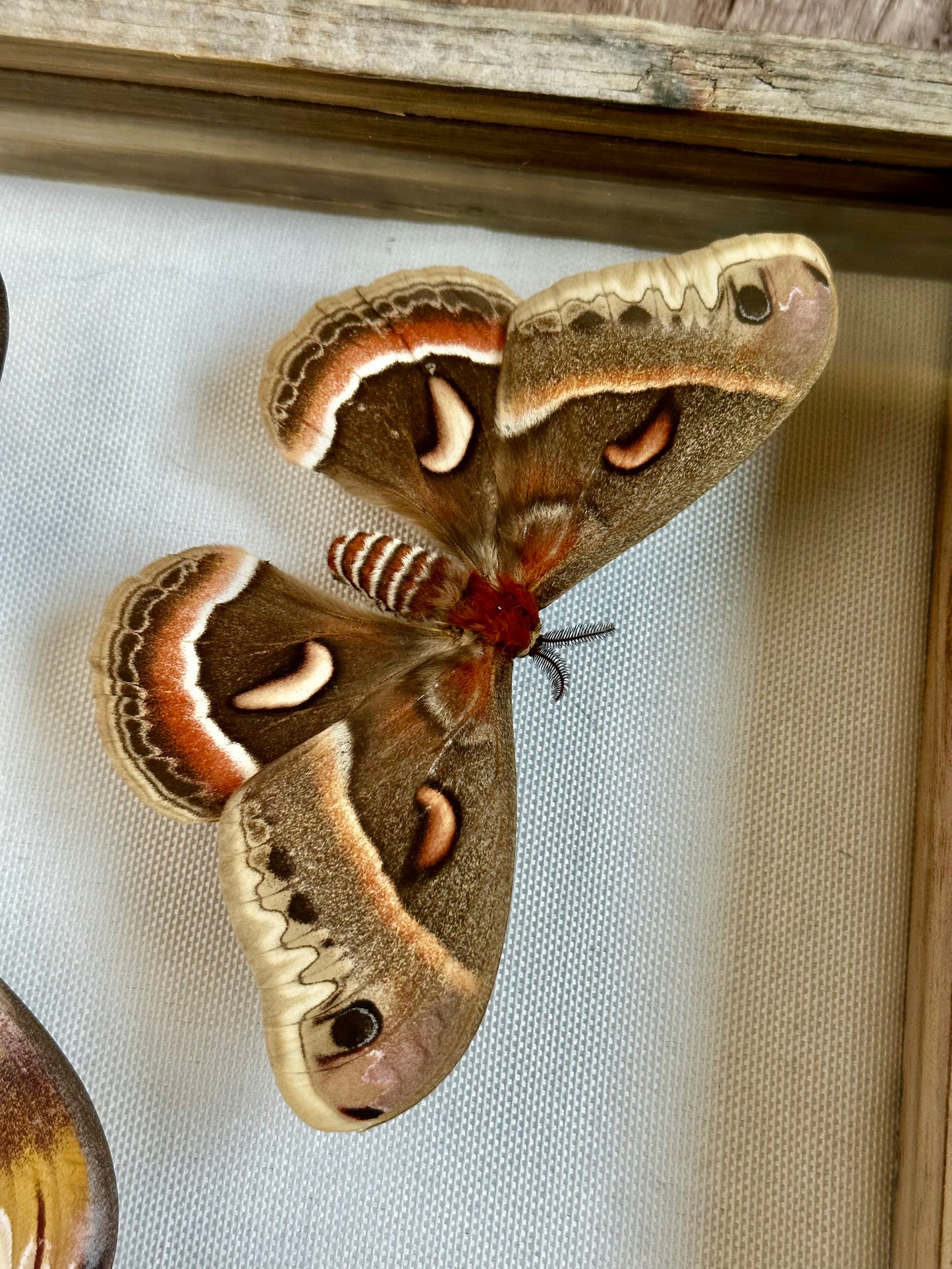 Large Moths Frame