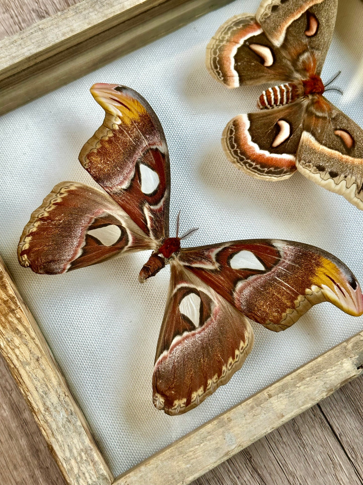 Large Moths Frame