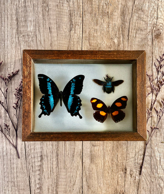 Real Insect taxidermy Shadowbox