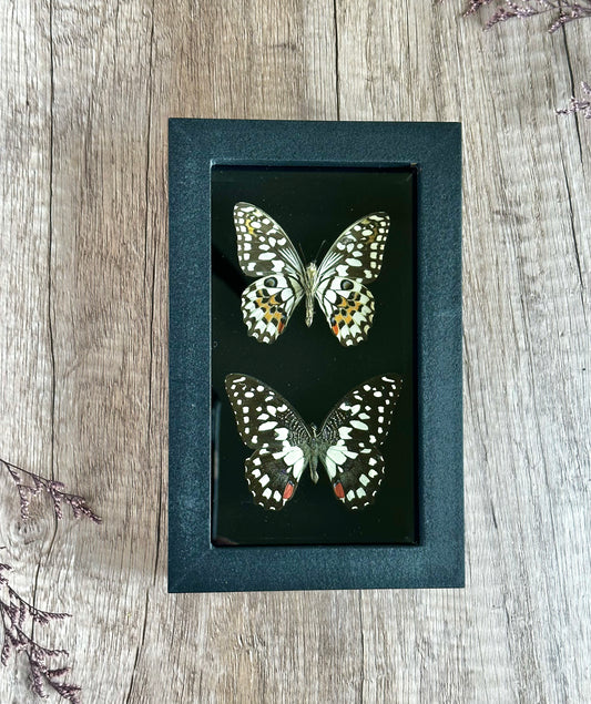 Lime Butterfly Pair